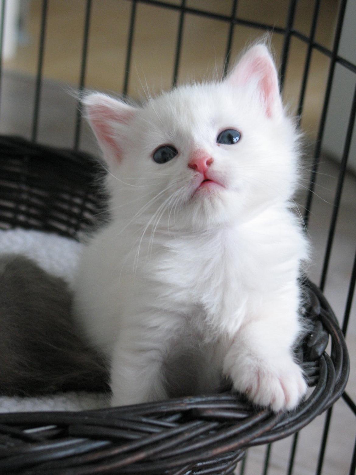 Maine Coon Iowa  (SOLGT) - 5 uger - 16.10.12 billede 9