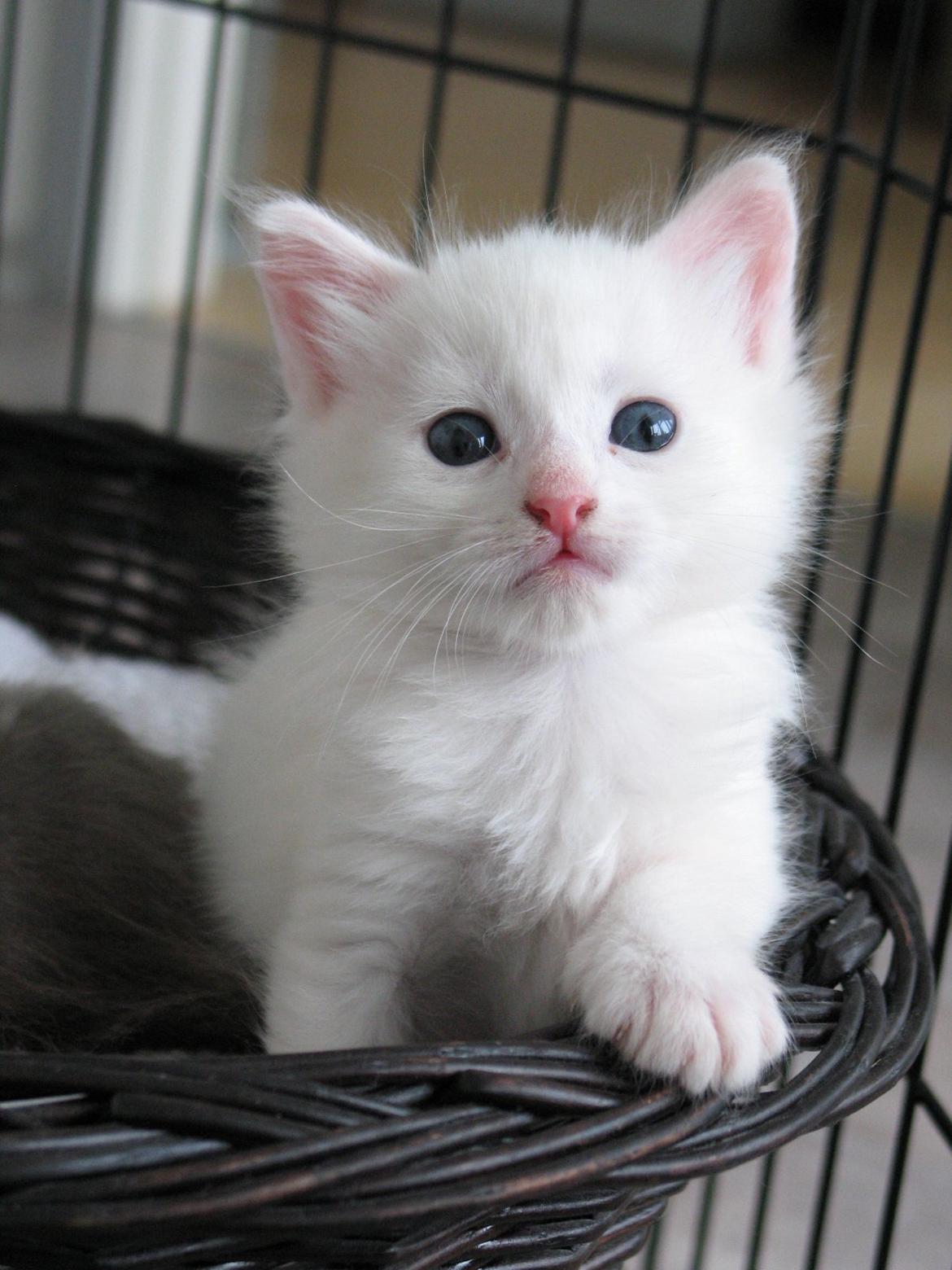 Maine Coon Iowa  (SOLGT) - 5 uger - 16.10.12 billede 11