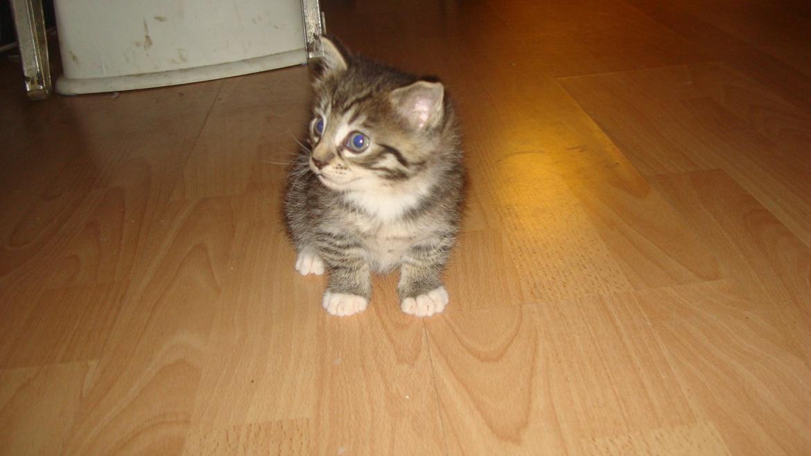 Blanding af racer Dehli billede 2