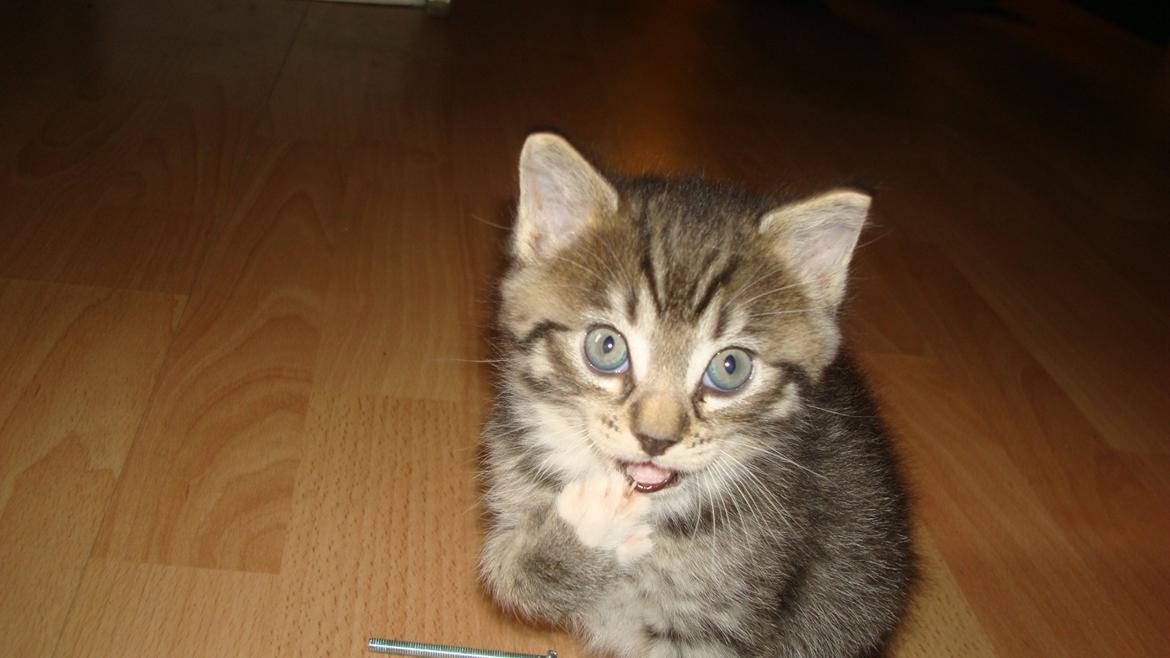 Blanding af racer Dehli billede 3