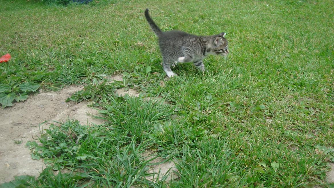 Blanding af racer Dehli billede 4