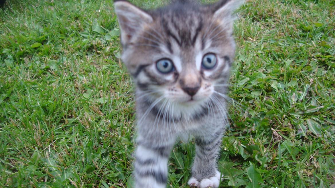 Blanding af racer Dehli billede 5