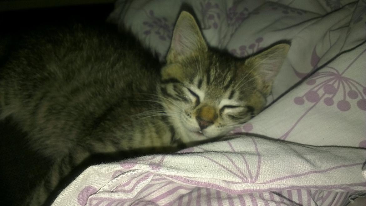 Blanding af racer Dehli billede 6