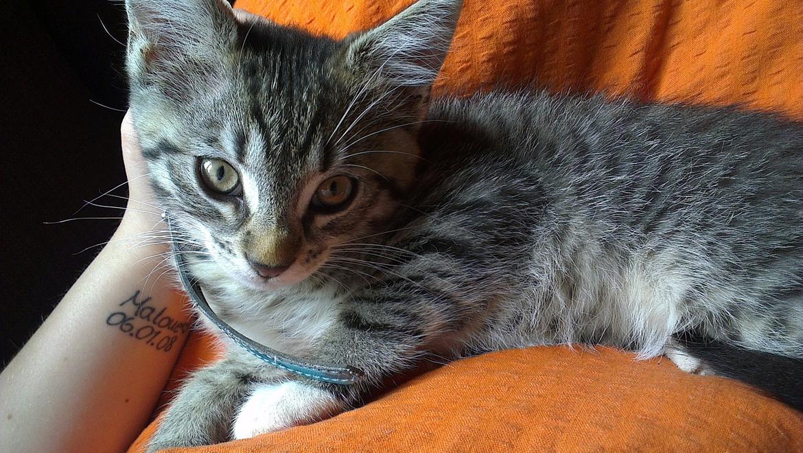 Blanding af racer Dehli billede 7