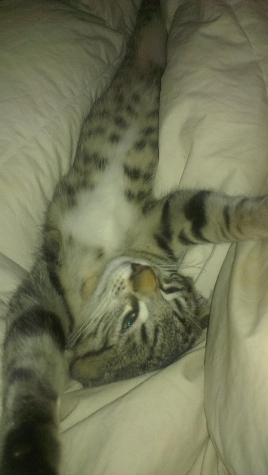 Blanding af racer Dehli billede 8