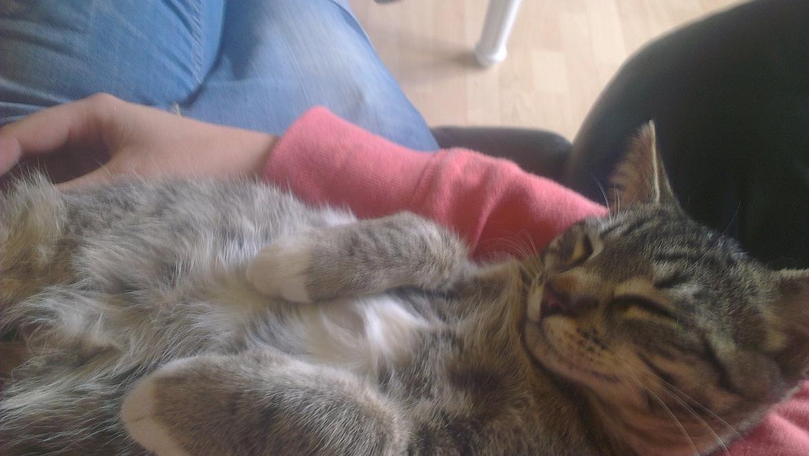 Blanding af racer Dehli billede 9