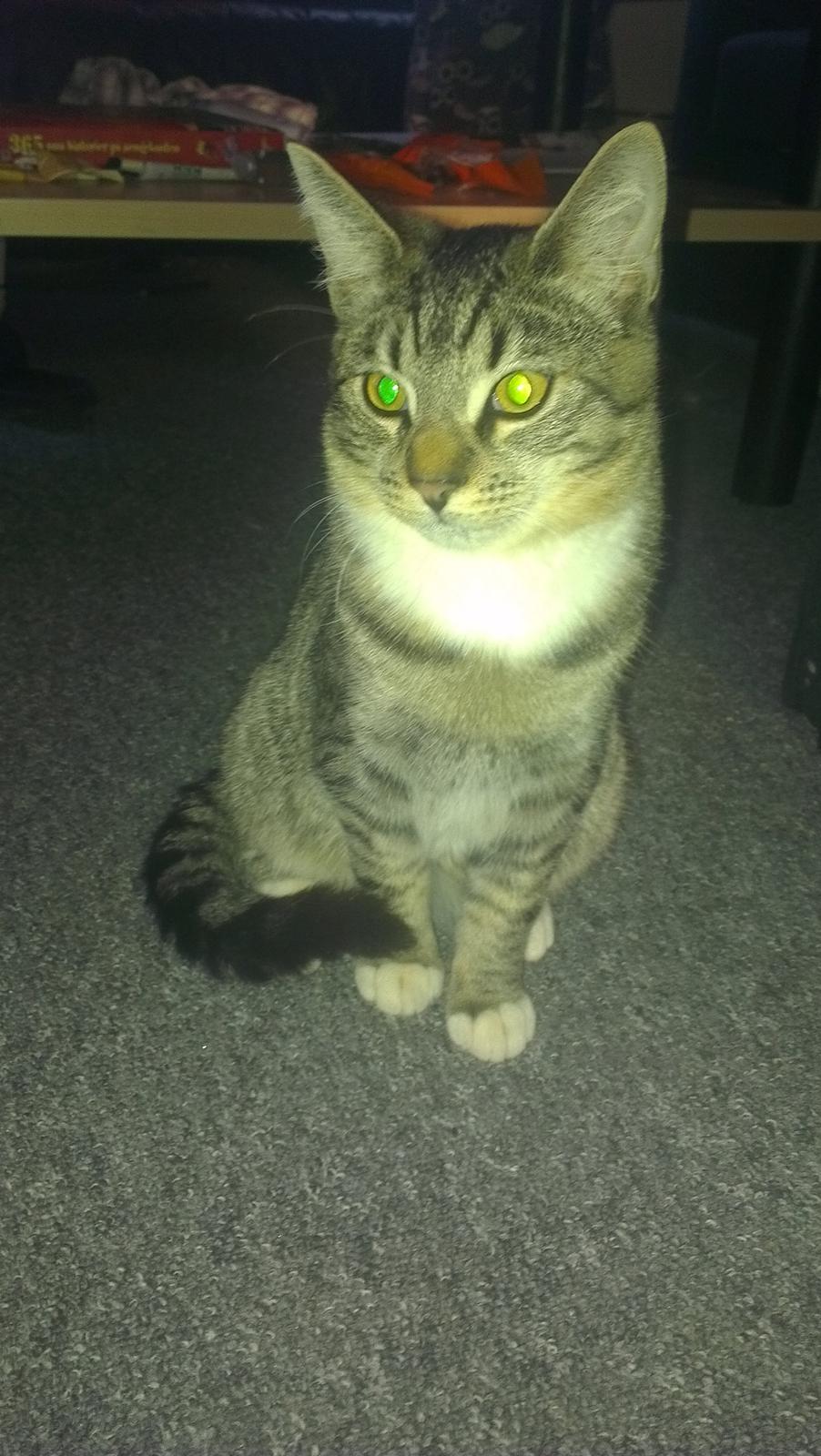 Blanding af racer Dehli billede 10