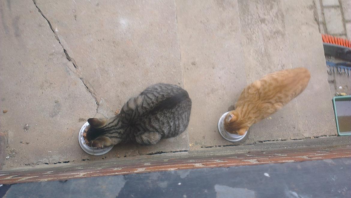 Blanding af racer Dehli billede 14