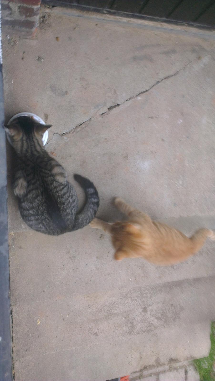 Blanding af racer Javka billede 2