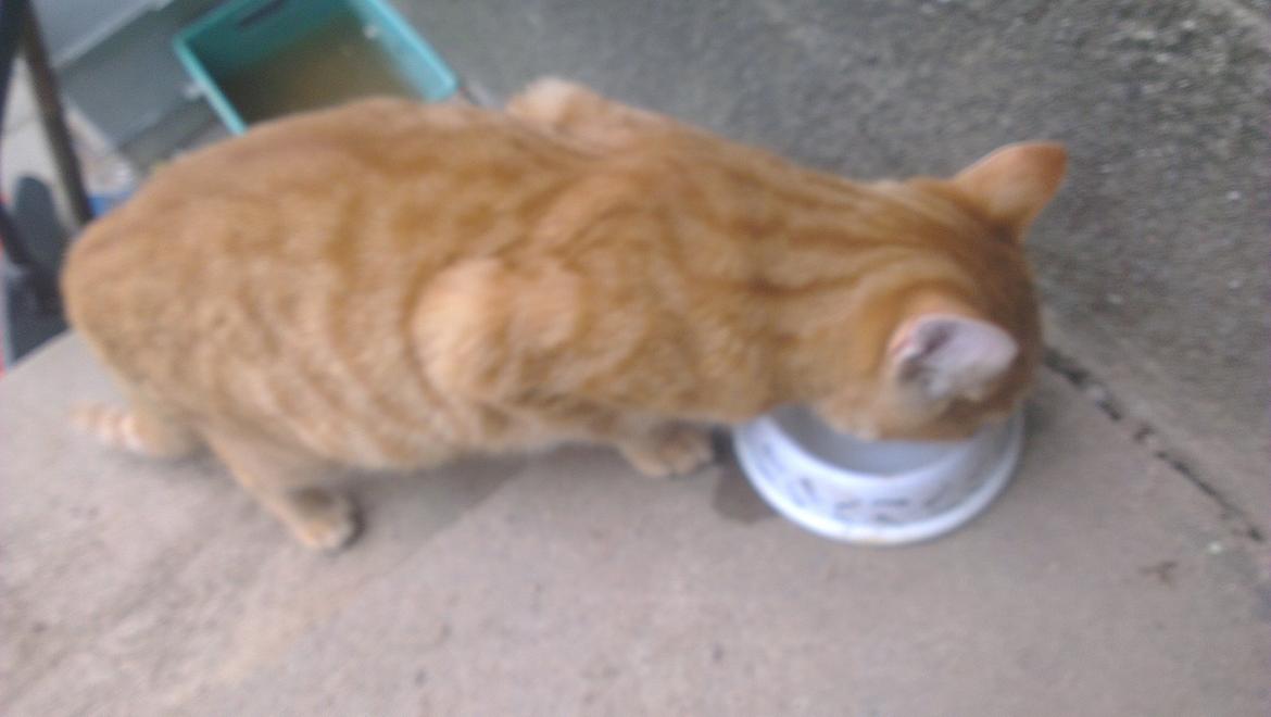 Blanding af racer Javka billede 4