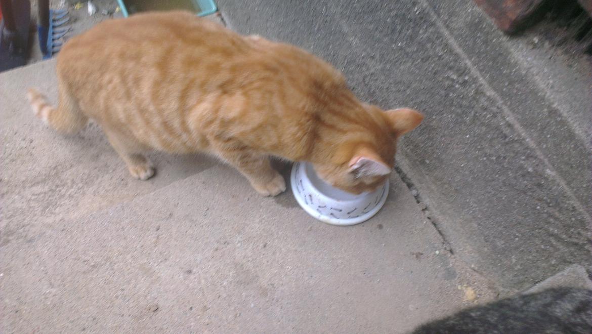 Blanding af racer Javka billede 6