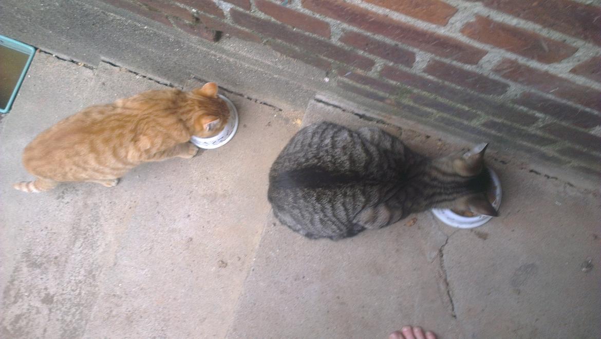 Blanding af racer Javka billede 7