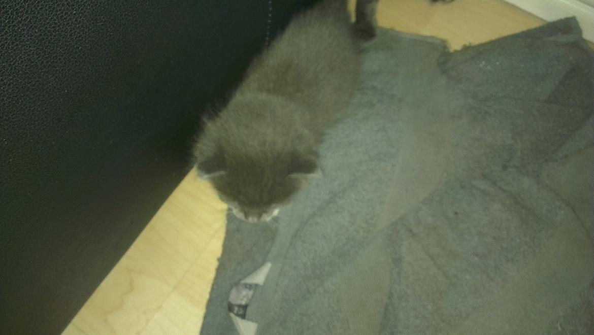 Blanding af racer Quinchy billede 1