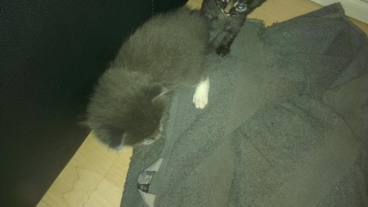 Blanding af racer Quinchy billede 2