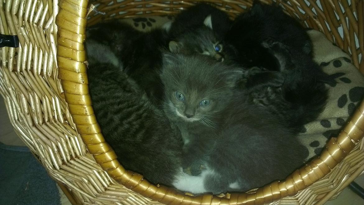 Blanding af racer Quinchy billede 3