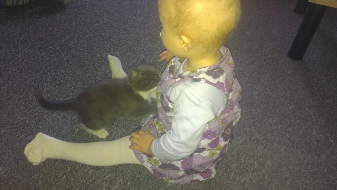 Blanding af racer Quinchy billede 4