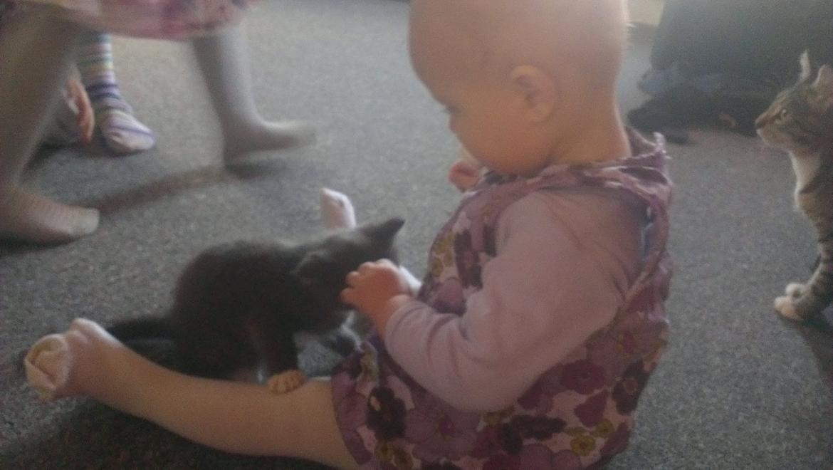 Blanding af racer Quinchy billede 5