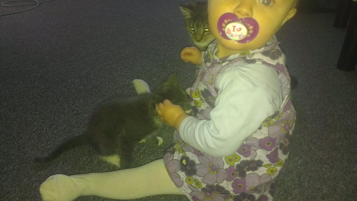 Blanding af racer Quinchy billede 6