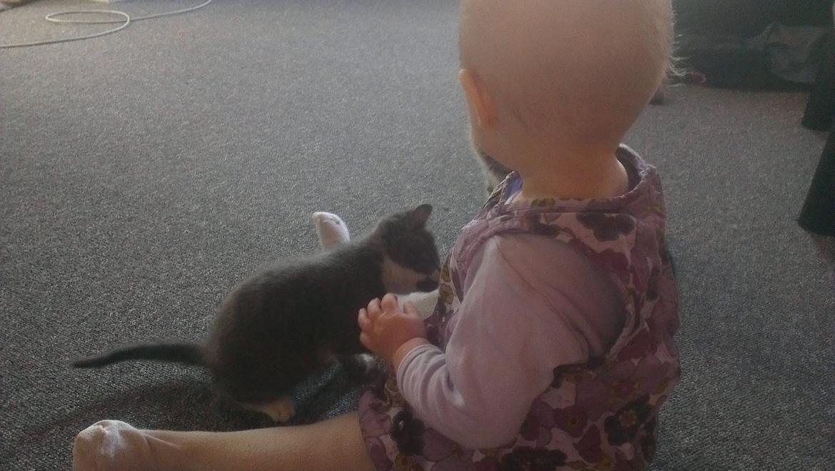 Blanding af racer Quinchy billede 7