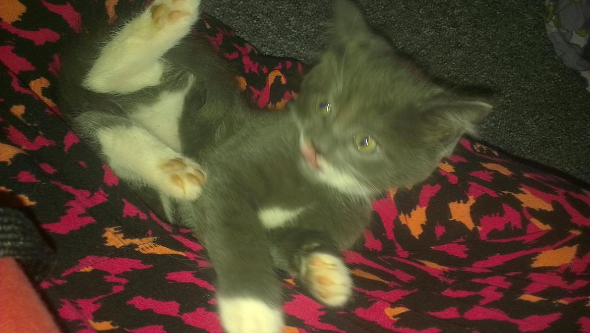 Blanding af racer Quinchy billede 8