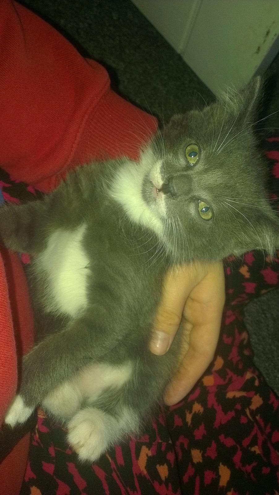 Blanding af racer Quinchy billede 9