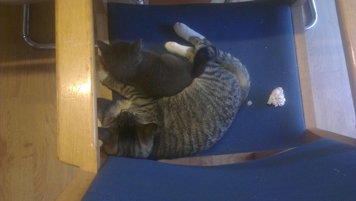 Blanding af racer Quinchy billede 10