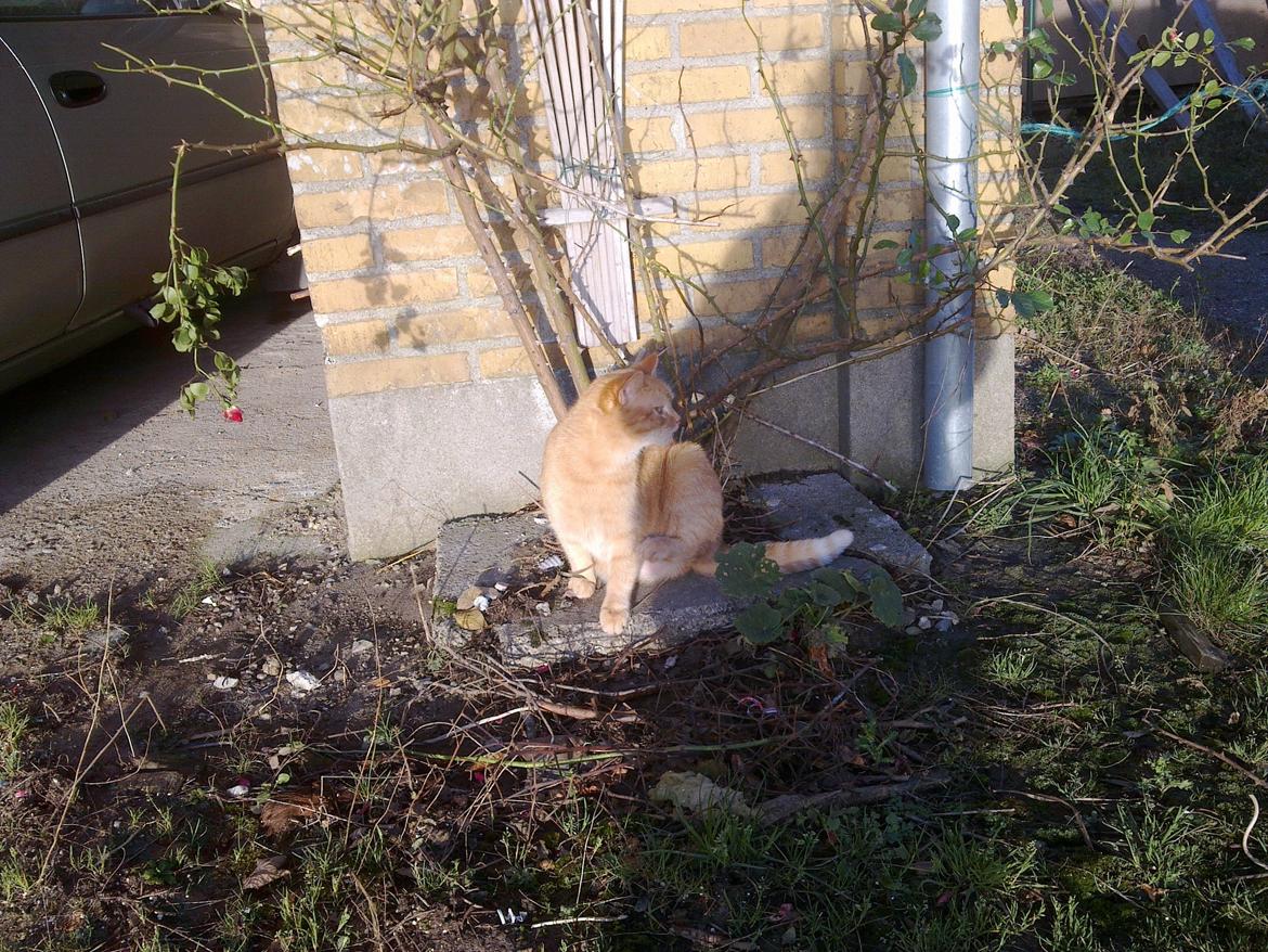 Huskat Rosa - Udendørs.. :D
 billede 7