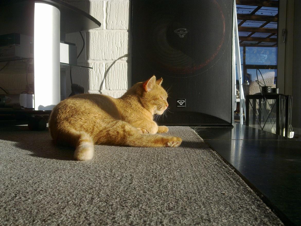 Huskat Rosa - Slikker sol!! :* billede 8