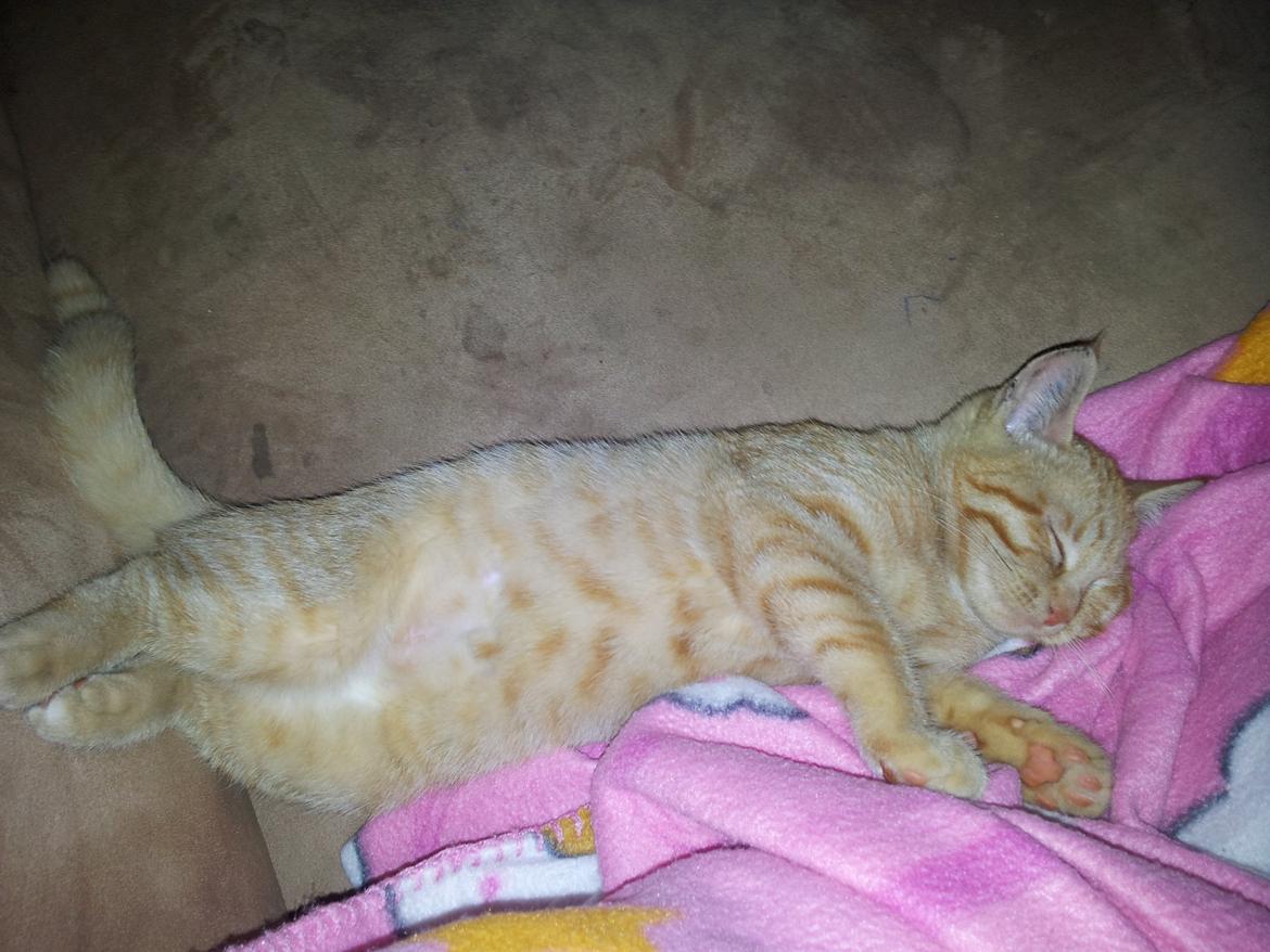 Huskat Bella billede 1