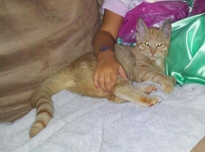 Huskat Bella billede 2