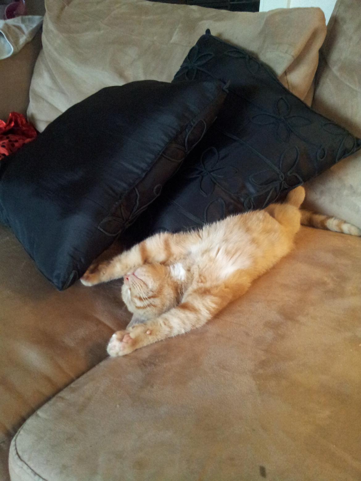 Huskat Bella billede 3