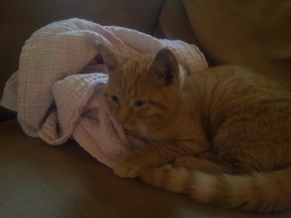 Huskat Bella billede 4