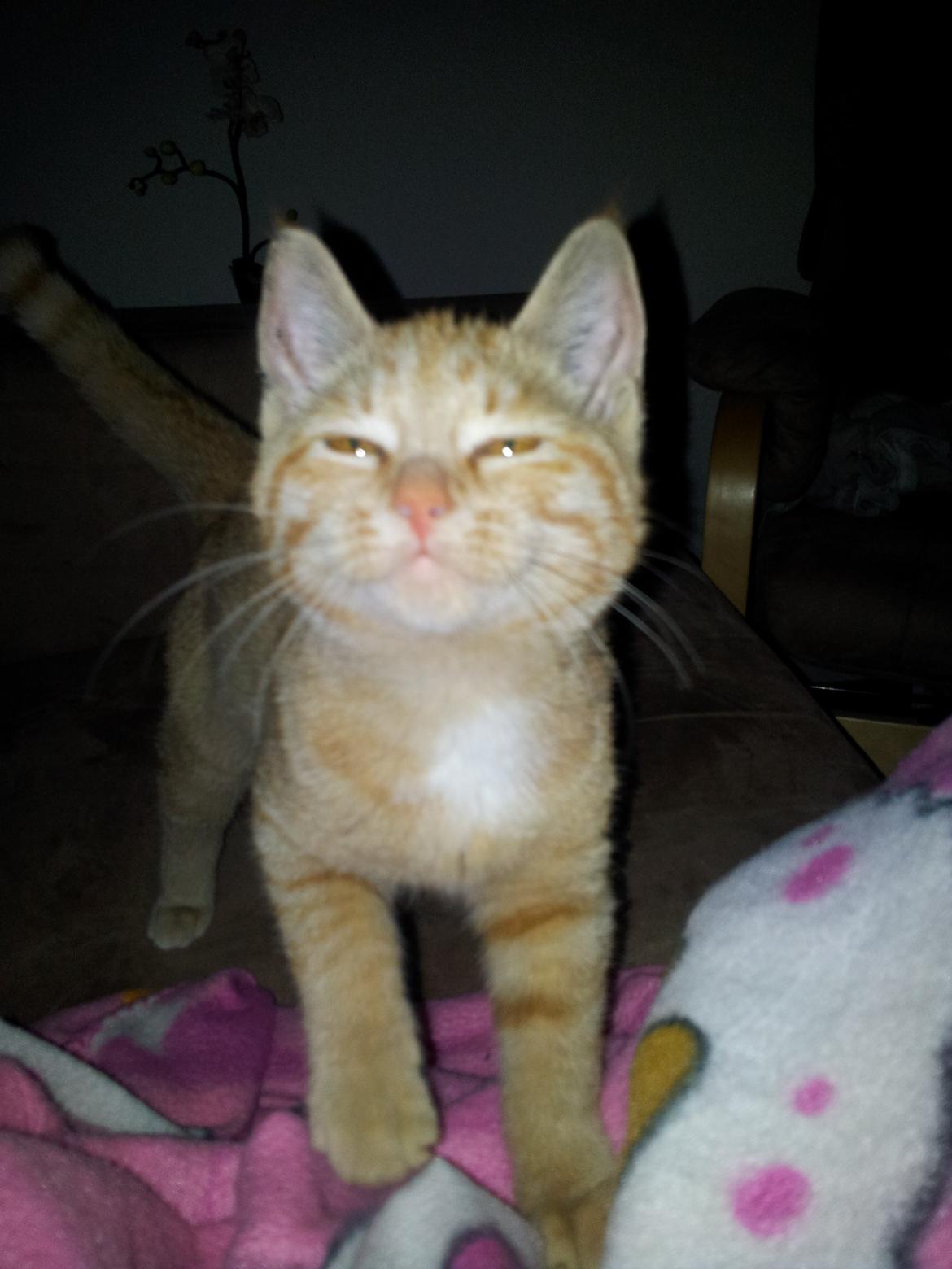 Huskat Bella billede 5