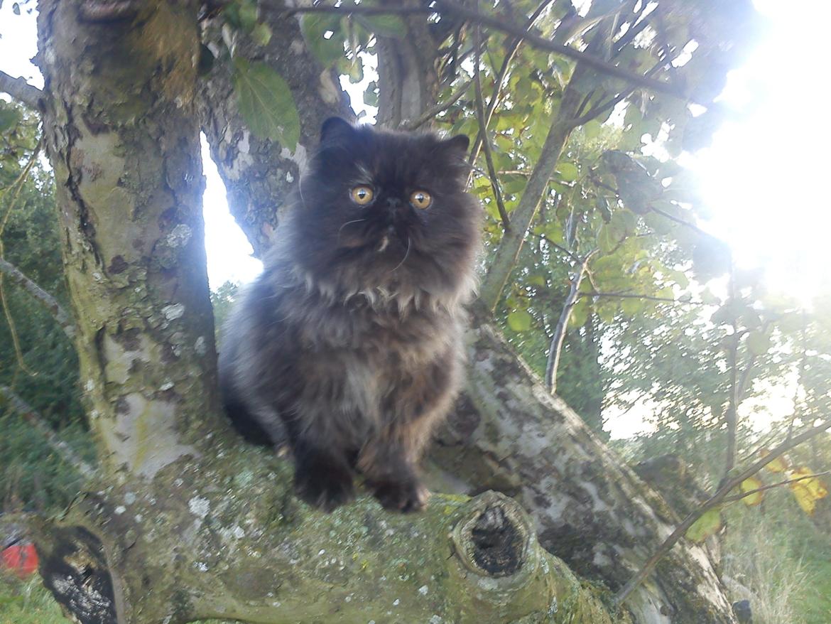 Perser Mejlvang's Gabriell - 11/10-12
 billede 3