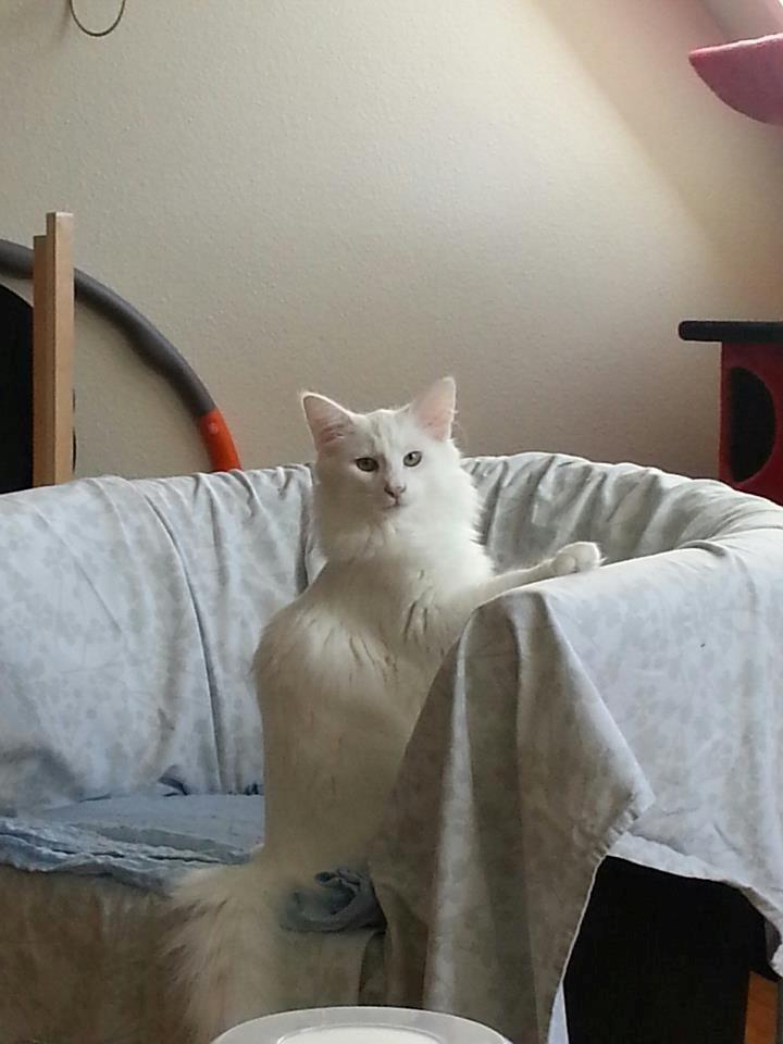 Norsk Skovkat DK Scarlett-sandra´s Frosty billede 2