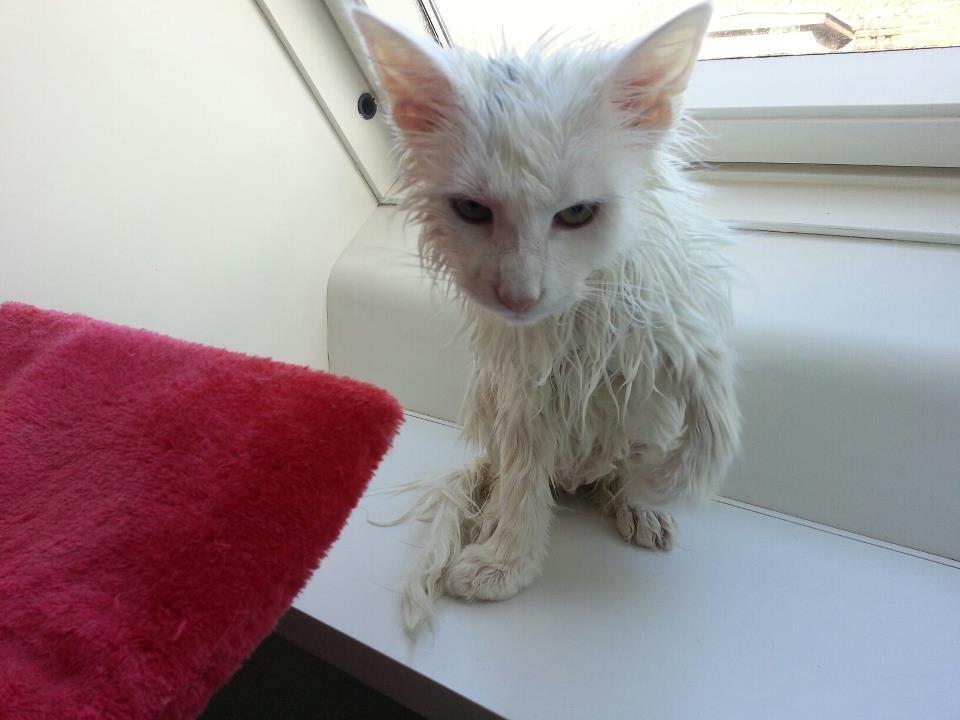 Norsk Skovkat DK Scarlett-sandra´s Frosty billede 3