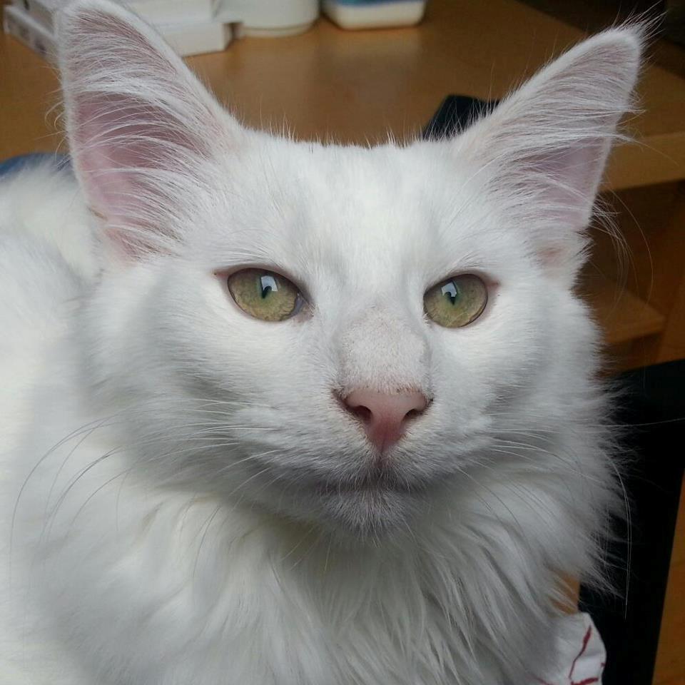 Norsk Skovkat DK Scarlett-sandra´s Frosty billede 1