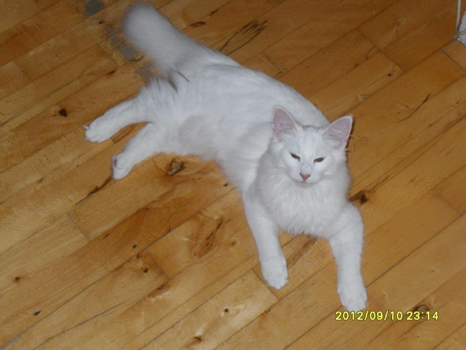 Norsk Skovkat DK Scarlett-sandra´s Frosty billede 4