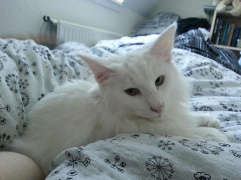 Norsk Skovkat DK Scarlett-sandra´s Frosty billede 5