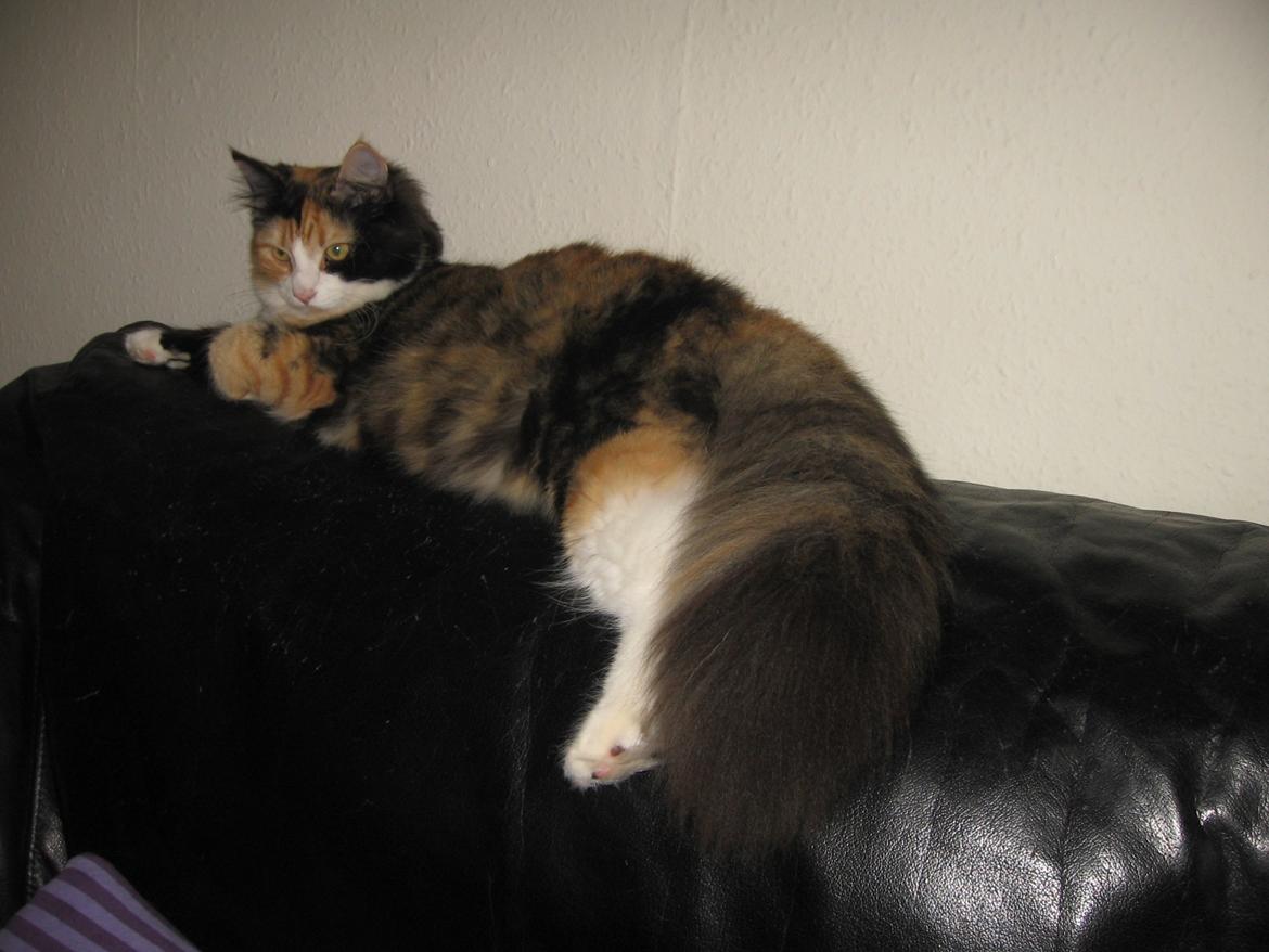 Blanding af racer Saga billede 5