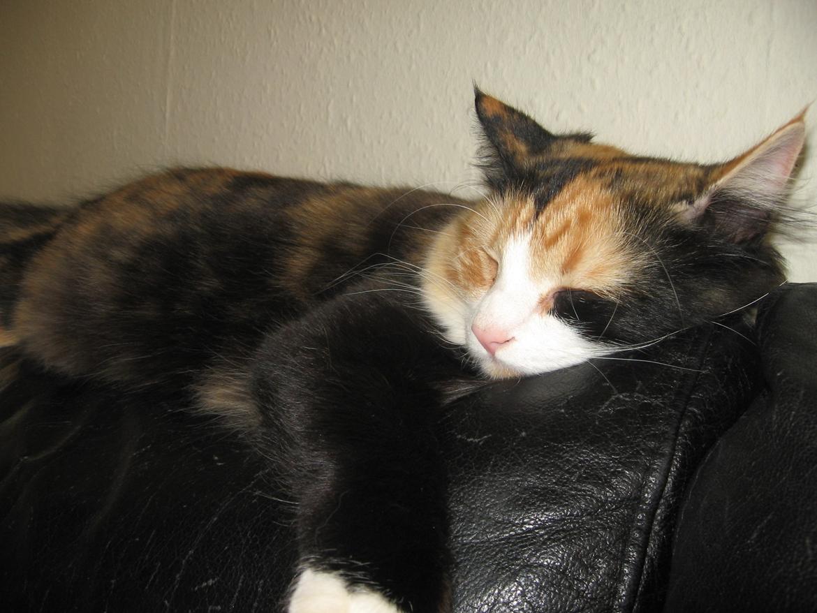 Blanding af racer Saga billede 6