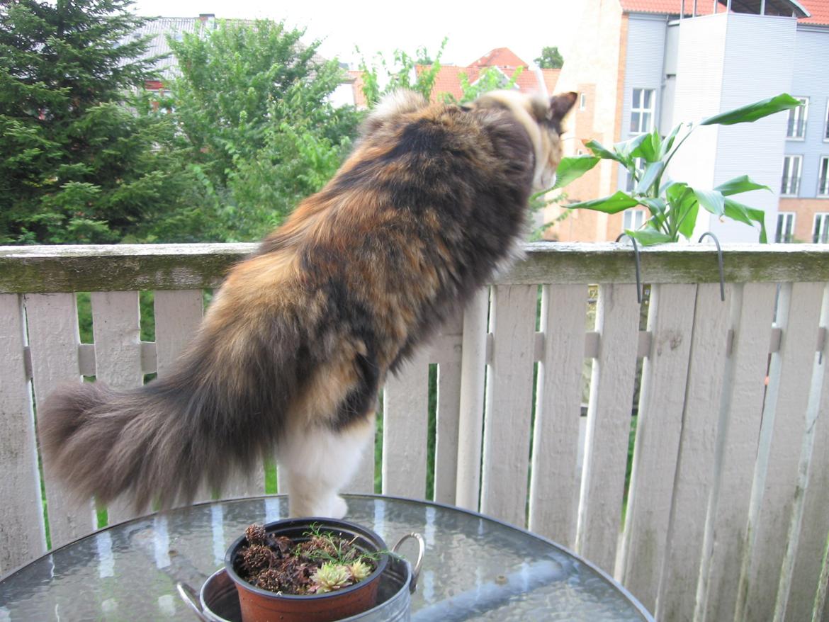 Blanding af racer Saga billede 7