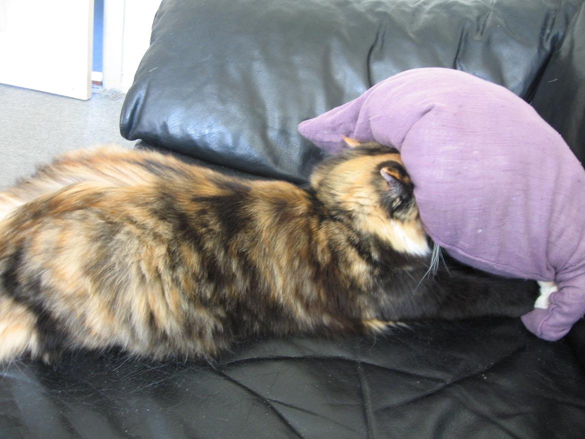 Blanding af racer Saga billede 8