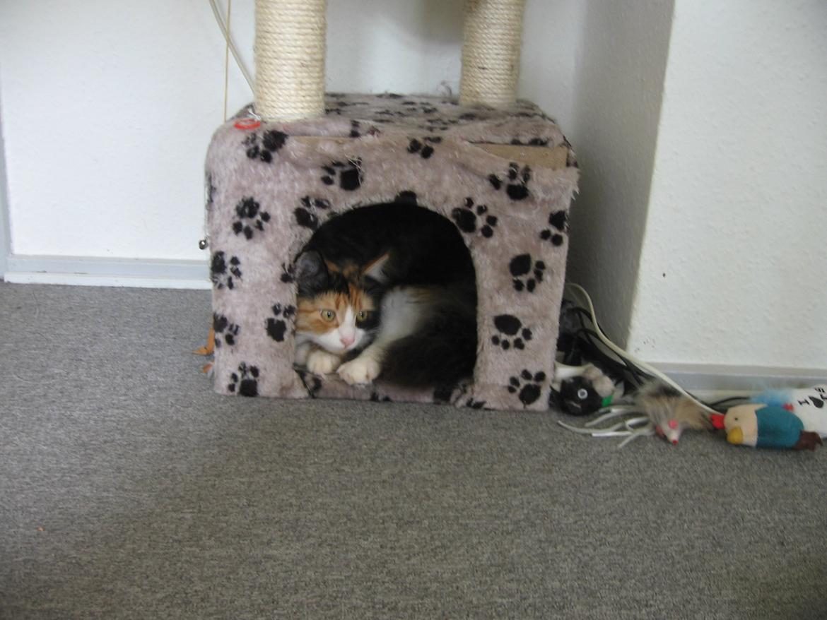 Blanding af racer Saga billede 12