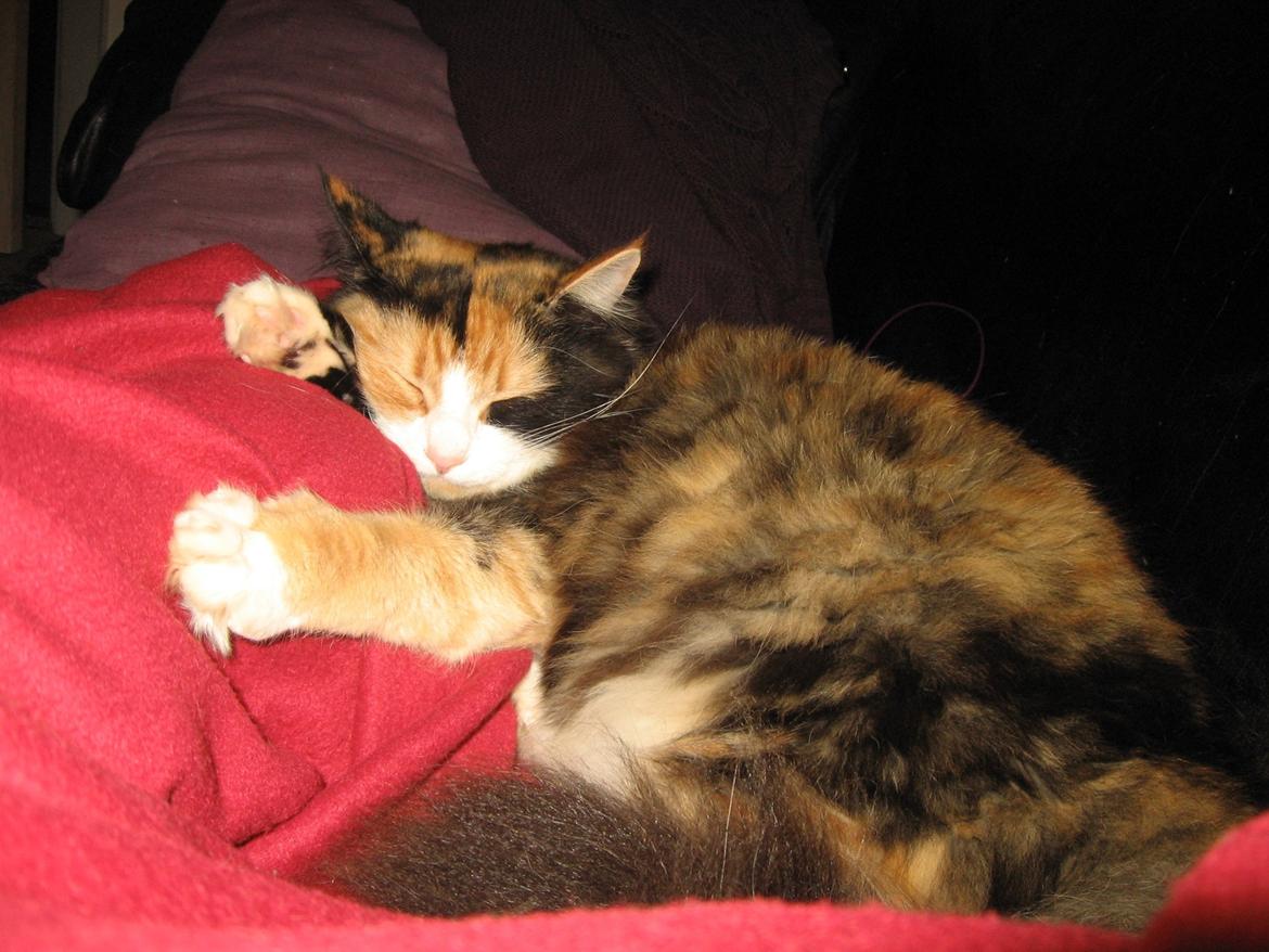 Blanding af racer Saga billede 13