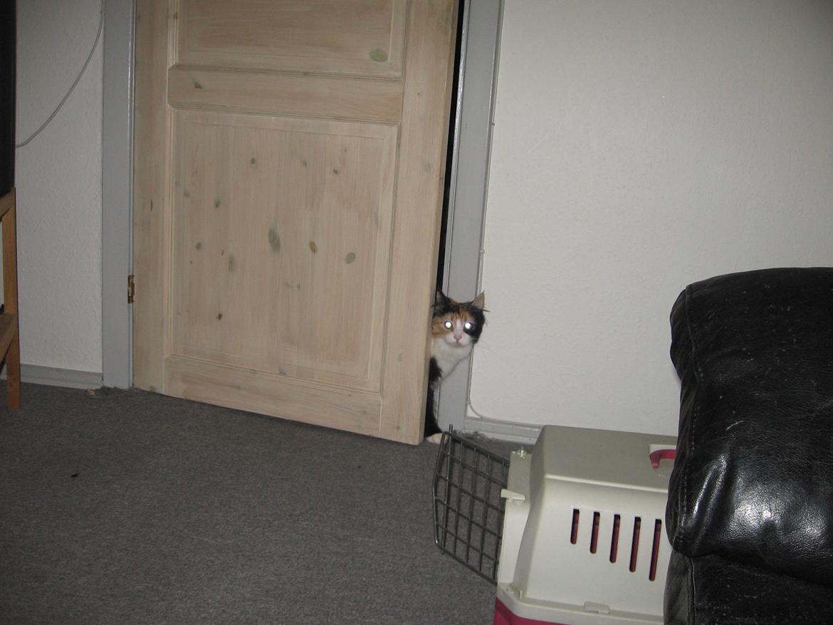 Blanding af racer Saga billede 14