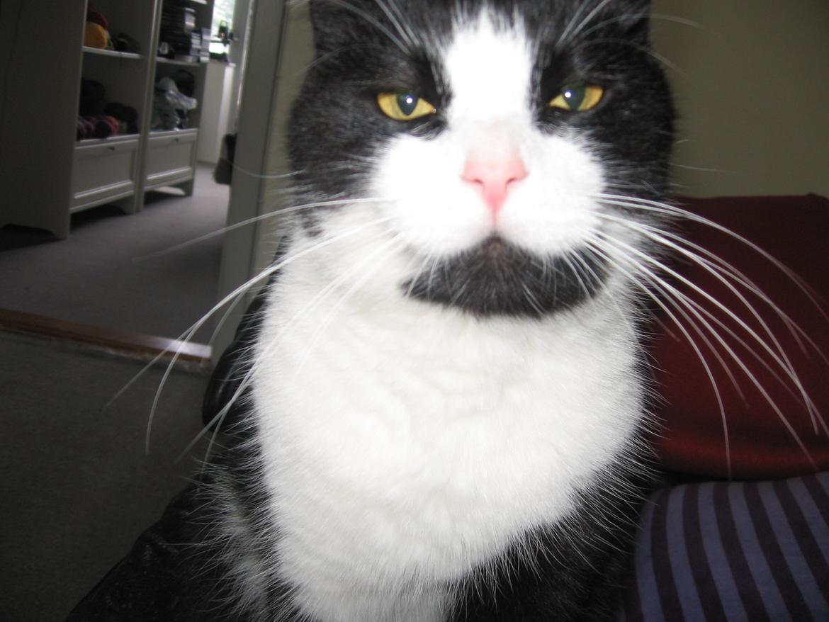 Huskat Tyson - Tyson med lummerblikket billede 4