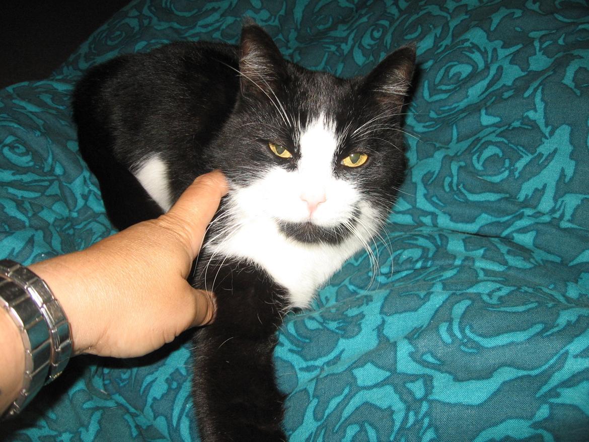 Huskat Tyson - Det er dejligt at putte på mors dyne billede 7