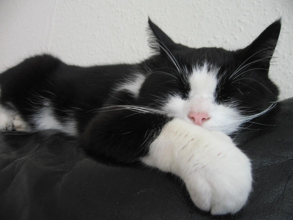 Huskat Tyson billede 3