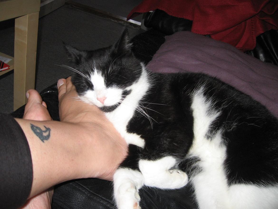 Huskat Tyson billede 6